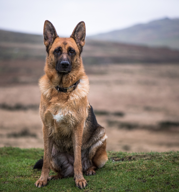 agent de sécurité cynophile