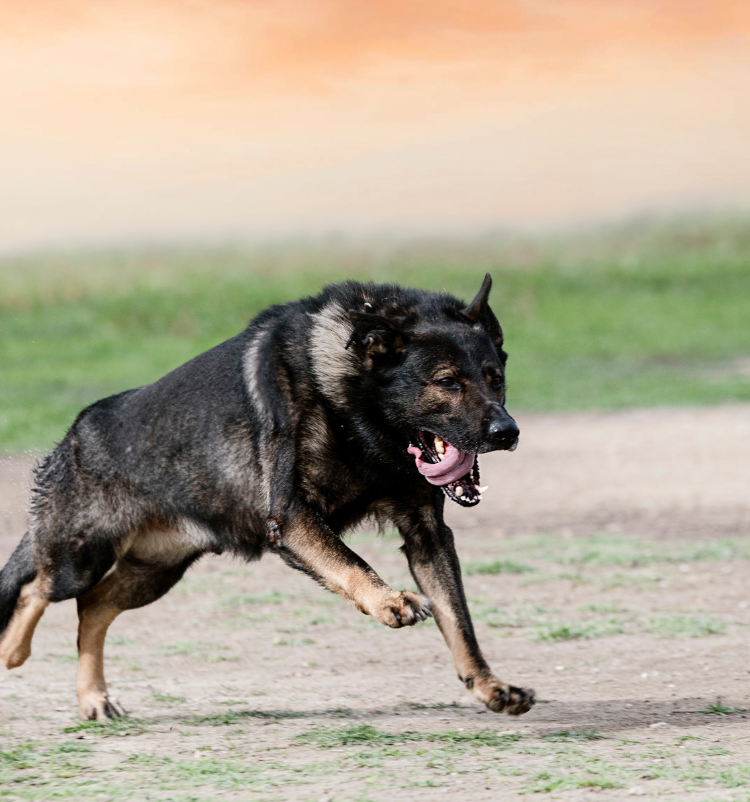 entreprise agent de sécurité cynophile
