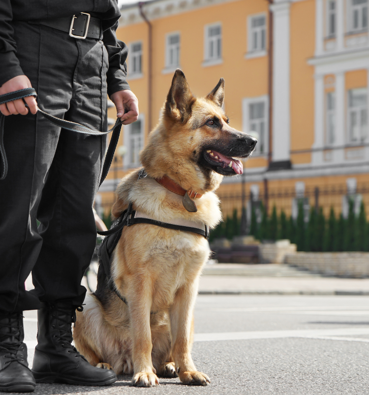 entreprise agent sécurité cynophile