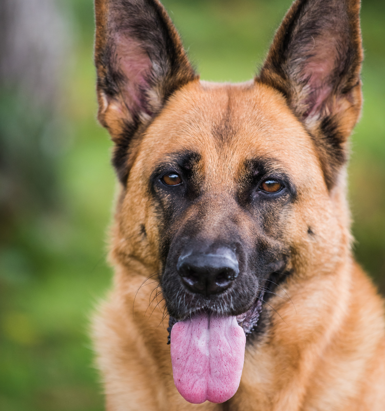 entreprise maitre chiens